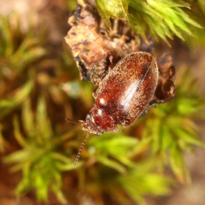 Coleoptera scirtidae cyphon sp 02 fev 2016 img 2022 97
