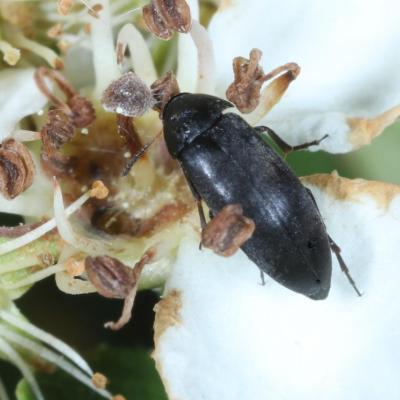 Coleoptera scraptiidae anaspis frontalis m 26 avr 2020 img 0409 reservoir site