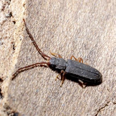 Coleoptera silvanidae uleiota planatus 03 sep 2017 os71827 ema 94