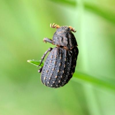 Coleoptera trogidae trox sabulosus 11 avr 2016 img 8368 sentheim 97
