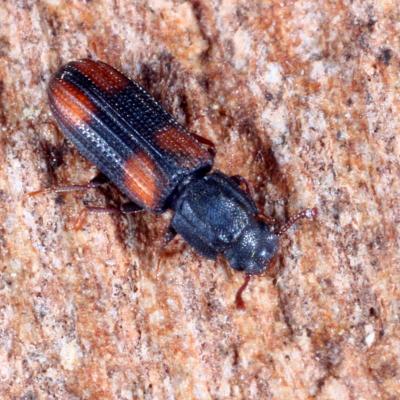 Coleoptera zopheridae bitoma crenata 25 mars 2017 img 7205 ema 92