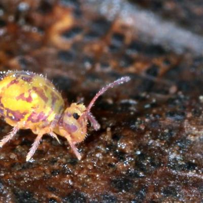 Collembola dicyrtomidae dicyrtomina ornata 20 dec 2015 img 8834 ema