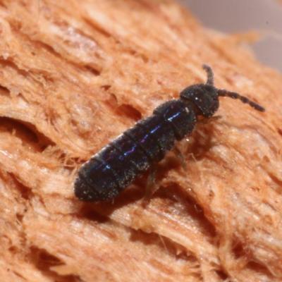 Collembola isotomidae vertagopus arboreus 16 mars 2015 img 6154 97