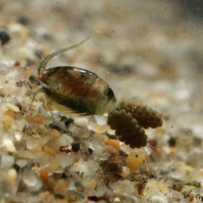 Crustacea maxillopoda cyclopidae cyclops sp 08 mars 2015 img 5504 97