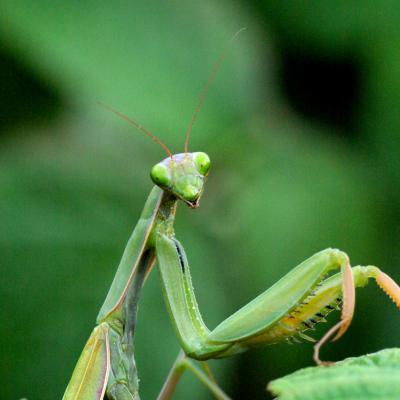 Dictyoptera mantidae mantis religiosa 02 oct 2010 imgp9751 cern rev