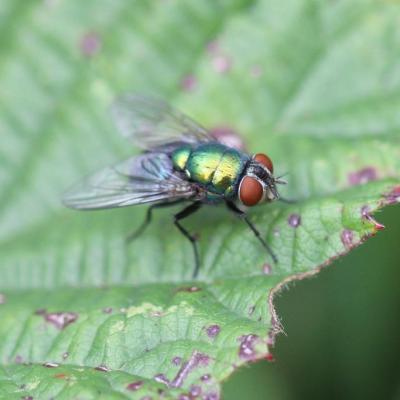 Diptera calliphoridae lucilia sp 13 sept 2012 img 0458