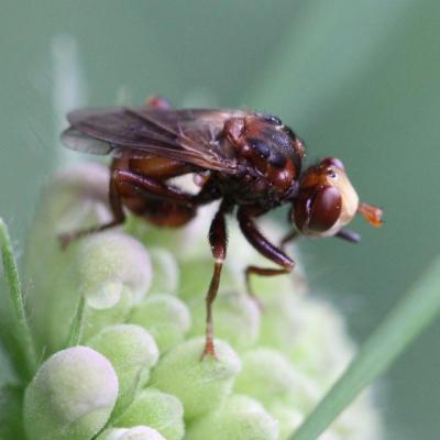 Diptera conopidae sicus ferrugineus 12 juin 2013 img 8535 96