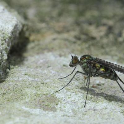 Diptera dolichopodidae liancalus virens 29 oct 2014 img 1037 rev 95