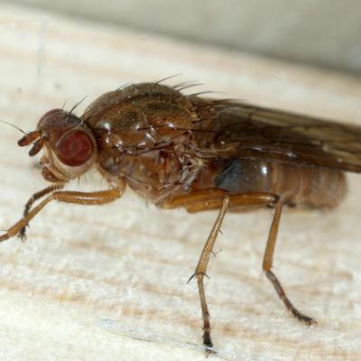 Diptera dryomyzidae dryomyza flaveola 08 nov 2014 img 1790 97