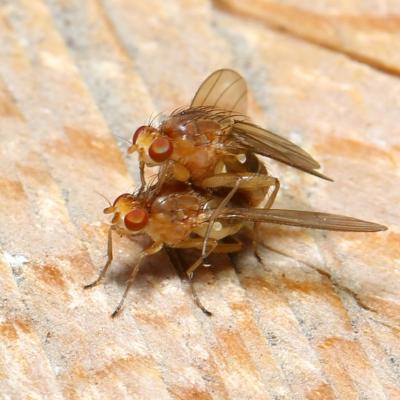 Diptera heleomyzidae suillia sp 24 oct 2020 5d3 1332 ema site