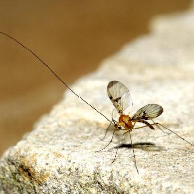 Diptera keroplatidae macrocera sp 29 aout 2017 os71572 zinnk 96