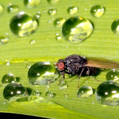 Diptera lauxaniidae minettia longipennis 03 mai 2015 img 5839 95