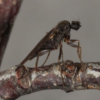 Diptera phoridae gymnophora sp 27 dec 2013 img 9925 96