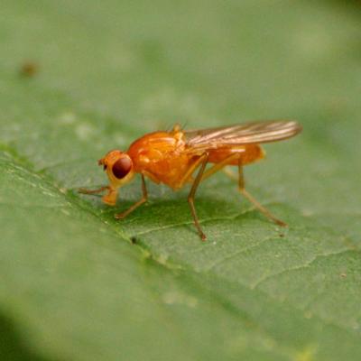 Diptera psilidae psila sp 05 juil 2008 imgp5438 cern biotope 97