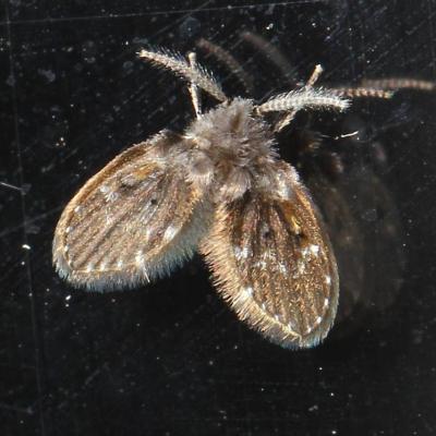 Diptera psychodidae clogmia albipunctatus 30 aout 2013 img 3986 94