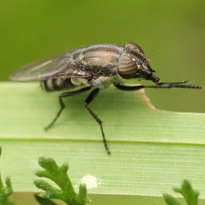 Diptera rhiniidae stomorhina lunata 25 aout 2014 img 7557 96
