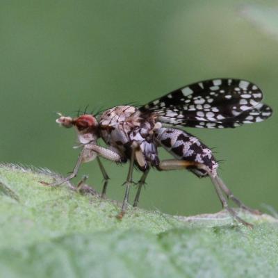 Diptera sciomyzidae trypetoptera punctulata 29 mai 2013 m ehrhardt rev