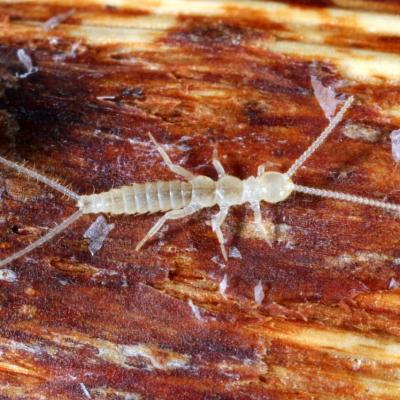 Entognatha diplura campodeidae campodea sp 04 jan 2015 img 4113 ema site