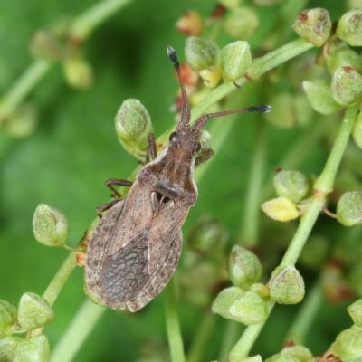 Hemiptera coreidae spathocera dalmanii 13 juin 2021 img 3173 ball trap site