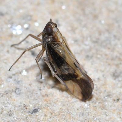 Hemiptera delphacidae euides speciosa 09 juil 2018 dsc 9829 rothm 98
