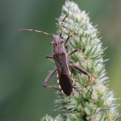 Heteroptera alydidae camptopus lateralis 06 juil 2014 img 4066 97