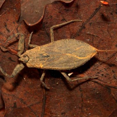 Heteroptera nepidae nepa cinerea 02 avr 2017 2g3a5082 ema 96