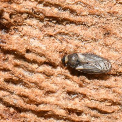 Heteroptera piesmatidae piesma maculatum 12 janv 2019 dsc 0594 ema 300
