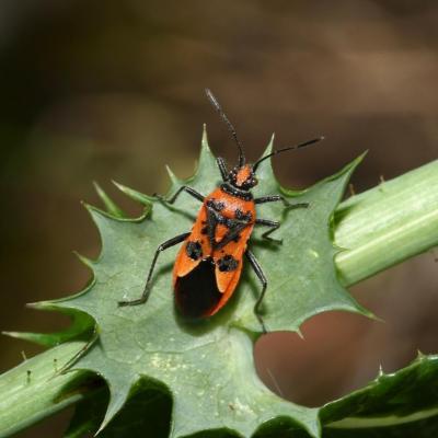 Heteroptera rhopalidae corizus hyoscyami 22 juil 2017 2g3a0628 lucelle 97