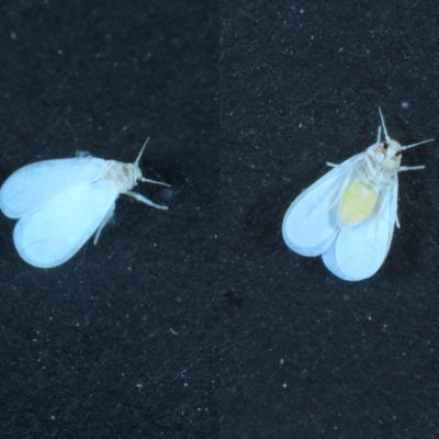 Homoptera aleyrodidae aleurodes 15 oct 2016 img 5655 ema clipboard 97 rv