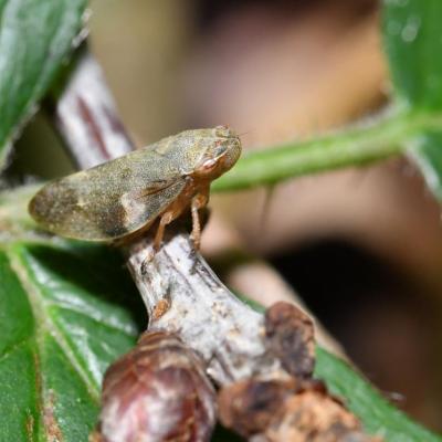 Homoptera aphrophoridae aphrophora alni 01 juin 2018 dsc 3829 ema 98