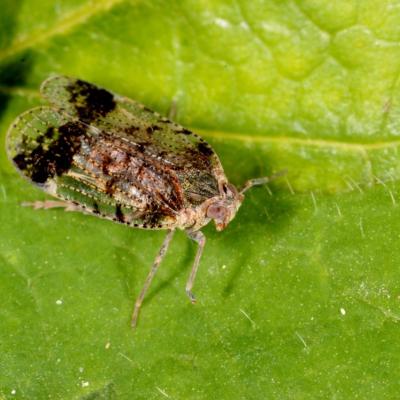 Homoptera cixiidae cixius cunicularius 17 mai 2016 img 9374 rev 96