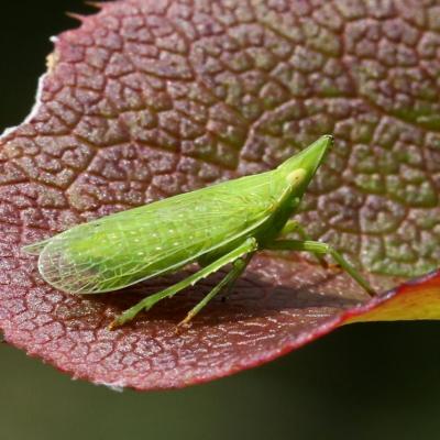 Homoptera dictyopharidae dictyophara europaea 31 juil 2017 2g3a2152 bollenb 96