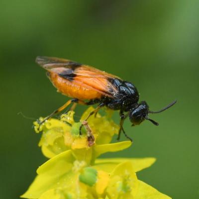 Hymenoptera argidae arge cyanocrocea 08 mai 2018 dsc 1160 urbes 98