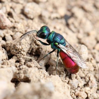 Hymenoptera chrysididae chrysis cf ignita 02 juin 2013 img 7548 ema site