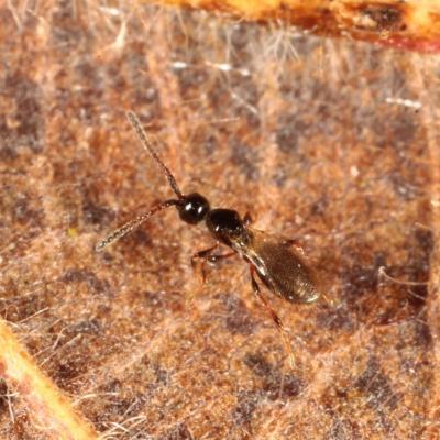 Hymenoptera diapriidae trichopria sp 14 janv 2016 img 0506 96