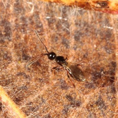 Hymenoptera diapriidae trichopria sp 14 janv 2016 img 0506 96