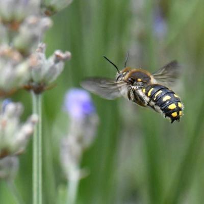 Hymenoptera megachilidae anthidium septemspinosum 31 juil 2019 maison site 2 