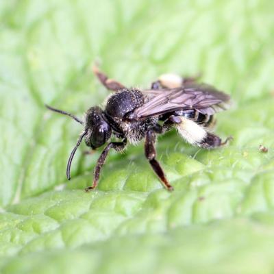 Hymenoptera melittidae macropis europaea 09 juil 2014 img 4219 ema 98