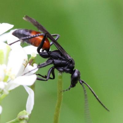 Hymenoptera pompilidae priocnemis umbripennis 01 mai 2013 img 4072 ema