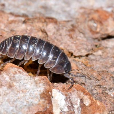 Isopoda armadillidiidae armadillidium vulgare 23 aout 2019 dsc 9456 rothm site