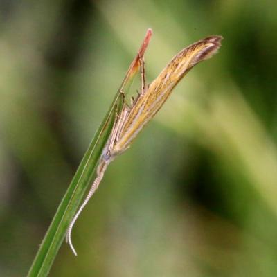 Lepidoptera coleophoridae coleophora sp 14 mai 2015 img 9060 bollenb 97