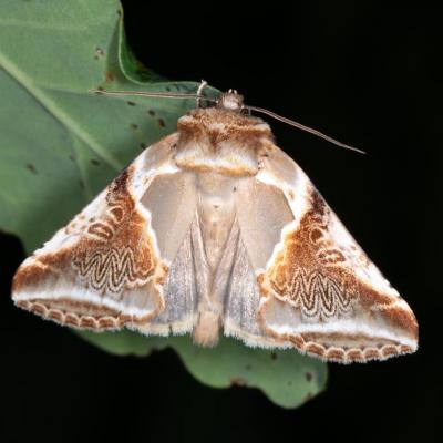 Lepidoptera drepanidae habrosyne pyritoides 22 mai 2015 img 0268 99
