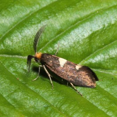 Lepidoptera incurvariidae incurvaria masculella m 21 avr 2019 img 0105 ema 97