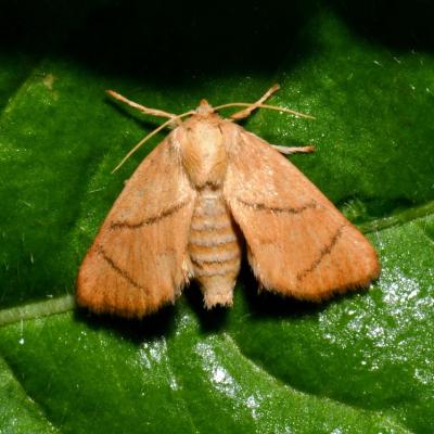 Lepidoptera limacodidae apoda limacodes f 23 aout 2019 dsc 9053 rothm art