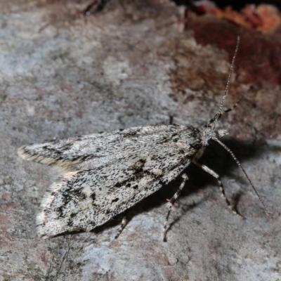 Lepidoptera lypusidae diurnea fagella 26 mars 2016 img 6828 ema 92