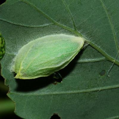 Lepidoptera nolidae bena bicolorana chrys 04 juin 2016 img 0700 95