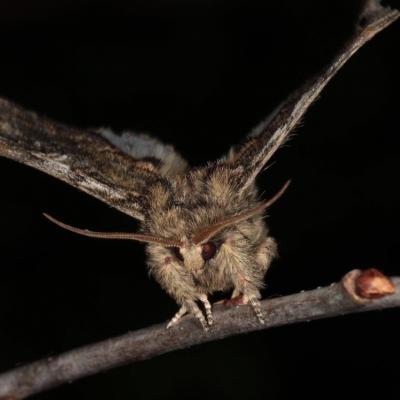 Lepidoptera notodontidae peridea anceps 20 avr 2015 img 5112 99