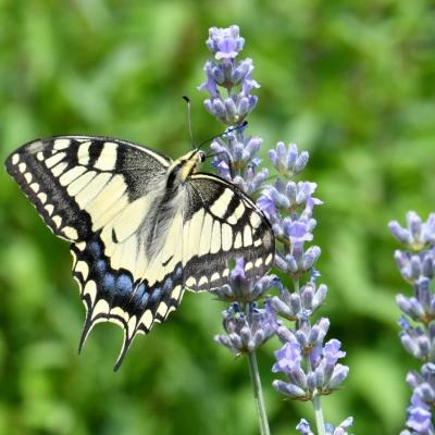 Lepidoptera papilionidae papilio machaon 29 juin 2018 dsc 7991 maison 95