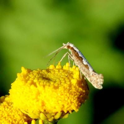 Lepidoptera plutellidae plutella xylostella 09 nov 2020 5d3 1689 steinb art