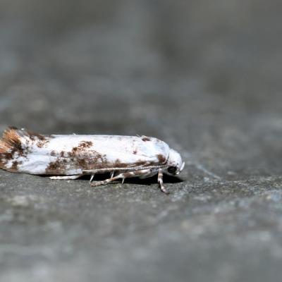 Lepidoptera praydidae prays fraxinella 15 juin 2018 dsc 6179 freund rev 99